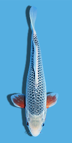 85